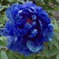 Peony Dark Blue Climbing Flower 10 Seeds