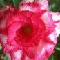Adenium Rose Pink Petals Light Pink Edge Desert Rose Flower 4 Seeds