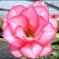 Adenium Rose Pink Petals Light Pink Edge Desert Rose Flower 4 Seeds