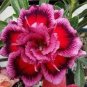 Adenium Rose Pink Petals Light Pink Edge Desert Rose Flower 4 Seeds