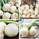 Onion Large White Vegetable 4000 Seeds