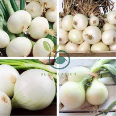Onion Large White Vegetable 4000 Seeds