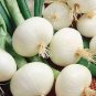 Onion Large White Vegetable 4000 Seeds