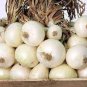 Onion Large White Vegetable 4000 Seeds