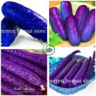 Purple Cucumber  200 Seeds