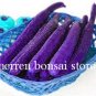 Purple Cucumber  200 Seeds