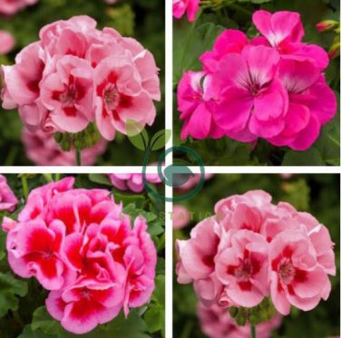 Geranium Large Heads of Bright Pink Flowers with Light Eyes Flower 20 Seeds