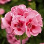 Geranium Large Heads of Bright Pink Flowers with Light Eyes Flower 20 Seeds