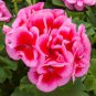 Geranium Large Heads of Bright Pink Flowers with Light Eyes Flower 20 Seeds