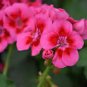 Geranium Large Heads of Bright Pink Flowers with Light Eyes Flower 20 Seeds