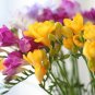 Freesia 200 Seeds