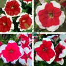 Petunia 'Five-pointed star' Red White Flower 400 Seeds