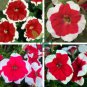 Petunia 'Five-pointed star' Red White Flower 400 Seeds