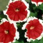 Petunia 'Five-pointed star' Red White Flower 400 Seeds