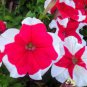 Petunia 'Five-pointed star' Red White Flower 400 Seeds
