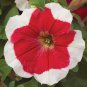 Petunia 'Five-pointed star' Red White Flower 400 Seeds