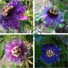 Passiflora Temptation Flower 60 Seeds
