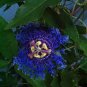 Passiflora Temptation Flower 60 Seeds