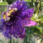 Passiflora Temptation Flower 60 Seeds