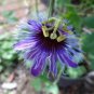 Passiflora Temptation Flower 60 Seeds