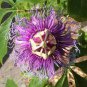 Passiflora Temptation Flower 60 Seeds