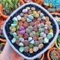 Mixed Many Types of Lithop 20 Seeds