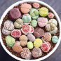 Mixed Many Types of Lithop 20 Seeds