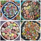 Mixed Many Types of Lithop 400 Seeds