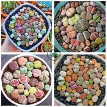 Mixed Many Types of Lithop 400 Seeds