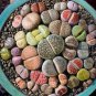 Mixed Many Types of Lithop 400 Seeds