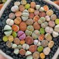 Mixed Many Types of Lithop 400 Seeds