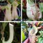 White Nepenthes 10 Seeds