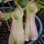 White Nepenthes 10 Seeds