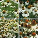 Echinacea Hybrida 'Caribbean Green' Greyish Green 400 Seeds