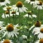 Echinacea Hybrida 'Caribbean Green' Greyish Green 400 Seeds