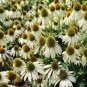 Echinacea Hybrida 'Caribbean Green' Greyish Green 400 Seeds