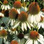 Echinacea Hybrida 'Caribbean Green' Greyish Green 400 Seeds
