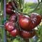 Black Elephant Tomato 200 Seeds