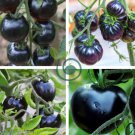 Black Pearl Tomato 50 Seeds