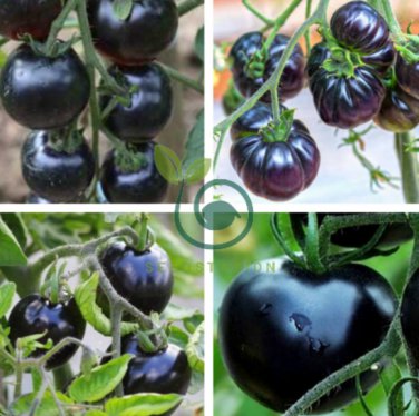 Black Pearl Tomato 50 Seeds