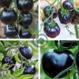 Black Pearl Tomato 50 Seeds