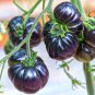 Black Pearl Tomato 50 Seeds