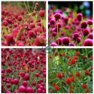 Qis Red Gomphrena Seeds Globe Amaranth Flowers 60 Seeds
