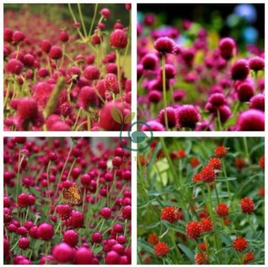 Qis Red Gomphrena Seeds Globe Amaranth Flowers 60 Seeds