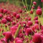 Qis Red Gomphrena Seeds Globe Amaranth Flowers 60 Seeds