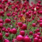 Qis Red Gomphrena Seeds Globe Amaranth Flowers 60 Seeds