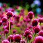 Qis Red Gomphrena Seeds Globe Amaranth Flowers 60 Seeds