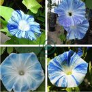Rare Japan Takii White Blue Stripe Morning Glory Perennial Flower 100 Seeds