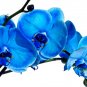 Blue Butterfly Orchid 200 Seeds