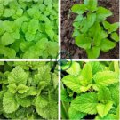 Fresh Lemon Mint Herbs Balm Heirloom 80 Seeds
